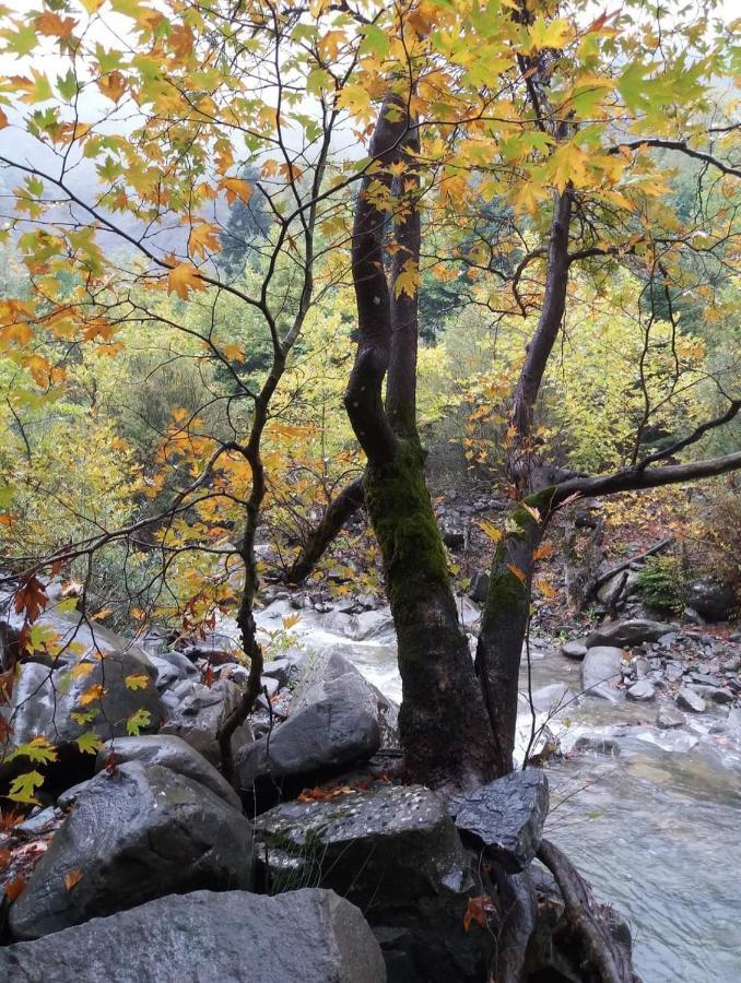 Άγρια Λούλουδα Κατοικία Αρμονία Timfristos Buitenkant foto